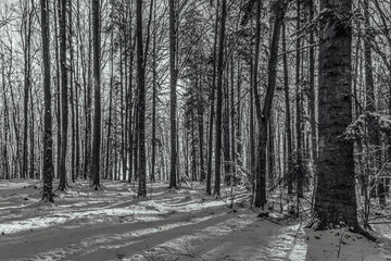 Fototapeta premium Landscapes - Forest - Europe, Romania, Suceava region