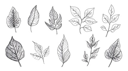 Ten leaves delicately hand-drawn sketch style minimalist artwork. AI Generated