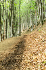 Sunlit Path Through Beech Forest, Carpathians