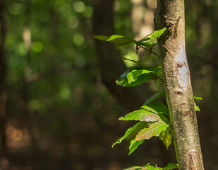 Close-up of Beech Branch on Trunk in Carpathians