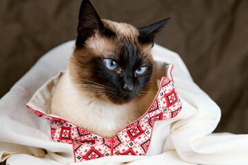 A Siamese cat wrapped in Ukrainian embroidered white shirt gazing thoughtfully.