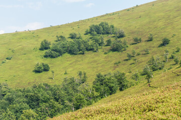  Summer Vista with Majestic Beech Tree and Misty Mountains