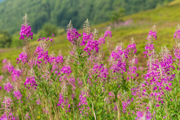 Fototapeta premium Blooming Fireweed Flowers in Carpathian Meadow