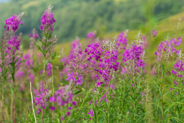 Blooming Fireweed Flowers in Carpathian Meadow
