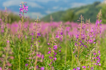 Blooming Fireweed Flowers in Carpathian Meadow