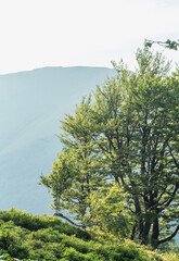  Summer Vista with Majestic Beech Tree and Misty Mountains