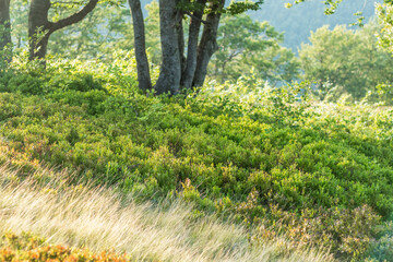 Summer Vibes: Blueberry Bushes in Carpathian Meadow