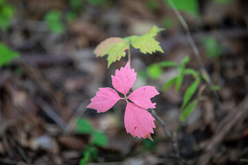 Virginia creeper heralding the transition to autumn.