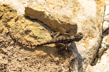Gray Lizard on a Rock, Cyprus Reptile