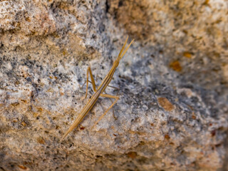 Stick Insect Camouflaged as Plant Branches, Cyprus Insect
