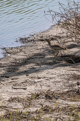 great blue heron in the water