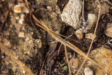 Stick Insect Camouflaged as Plant Branches, Cyprus Insect