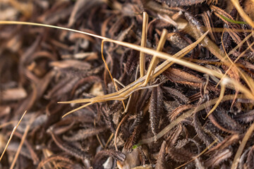 Stick Insect Camouflaged as Plant Branches, Cyprus Insect