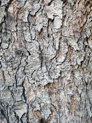 Conifer tree bark close up