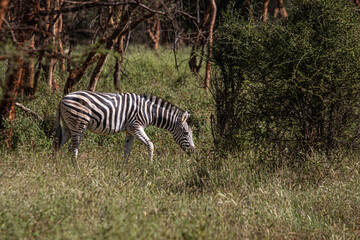 zebra in the wild