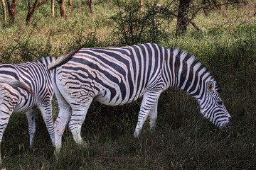 zebra in the wild