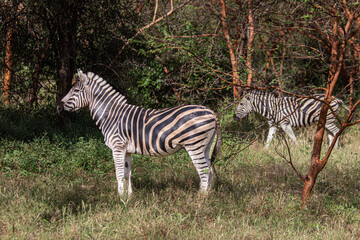zebra in the wild