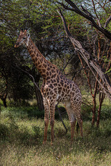 giraffe in the savannah