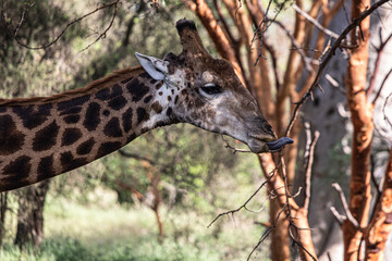 giraffe in the woods