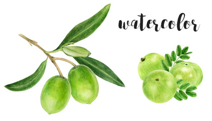 Hand-Painted Watercolor Green Olives and Amla Botanical Illustration Isolated on White