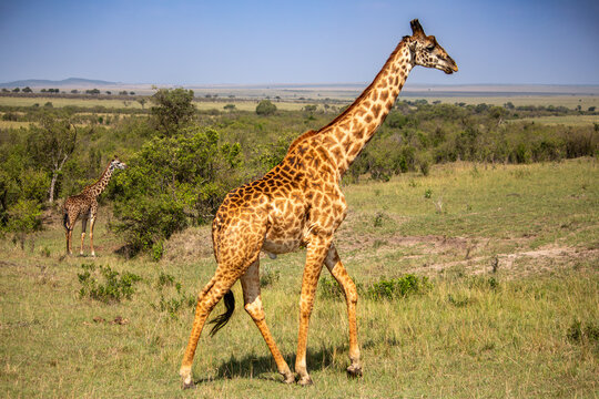 A Baringo giraffe walking in the Maasai Mara, Kenya