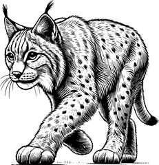 hand draw lynx lineart