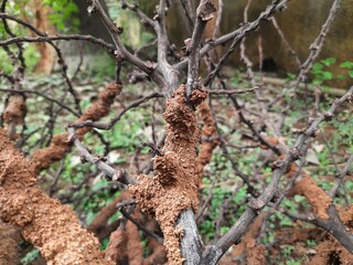 Fototapeta premium Termites eating tree dry branch. Tree branch that has become infested with thousands of termites, insects and their larvae, which have filled the wood with tiny holes. Termite nest on the dry wood. 