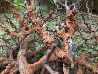 Termites eating tree dry branch. Tree branch that has become infested with thousands of termites, insects and their larvae, which have filled the wood with tiny holes. Termite nest on the dry wood. 
