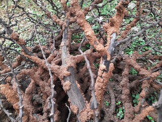 Termites eating tree dry branch. Tree branch that has become infested with thousands of termites, insects and their larvae, which have filled the wood with tiny holes. Termite nest on the dry wood. 
