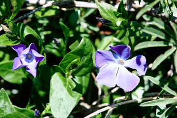 Close-up of blue periwinkle flowers