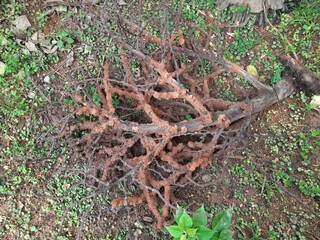 Termites eating tree dry branch. Tree branch that has become infested with thousands of termites, insects and their larvae, which have filled the wood with tiny holes. Termite nest on the dry wood. 
