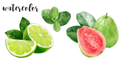 Hand-Painted Watercolor Lime, Mint, and Guava Botanical Illustration Isolated on White