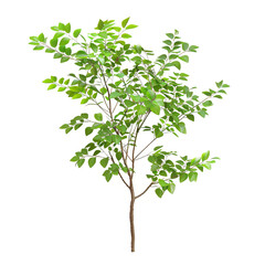 Obraz premium Afrormosia Leaf Isolated on Transparent Background