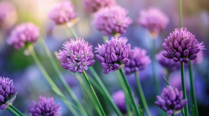 Fototapeta premium Close-up of blooming purple chive flowers in sunlight