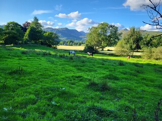 Horses in the Lake District