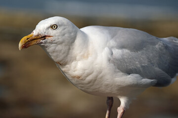 The common gull looks like a small, gentler version of the herring gull, with greenish legs and a yellow bill. 