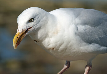 The common gull looks like a small, gentler version of the herring gull, with greenish legs and a yellow bill. 