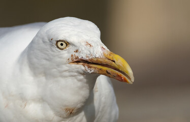 The common gull looks like a small, gentler version of the herring gull, with greenish legs and a yellow bill. 