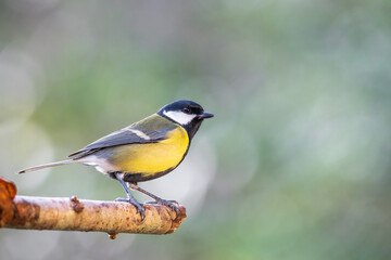 Great tit perched on a branch with a blurred bokeh background.
