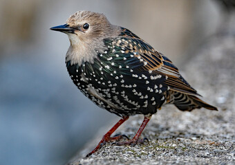 Smaller than Blackbirds, Starlings have a short tail, pointed head and triangular wings. In their breeding plumage, they look black at a distance.