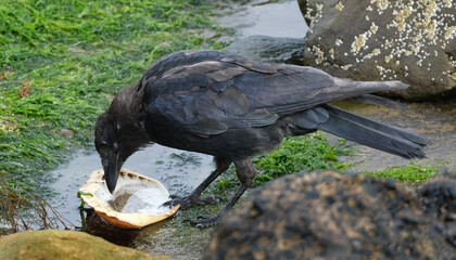 A crow is a bird of the genus Corvus, or more broadly, a synonym for all of Corvus. The word 