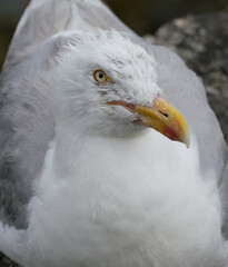The common gull looks like a small, gentler version of the herring gull, with greenish legs and a yellow bill. 