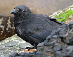 A crow is a bird of the genus Corvus, or more broadly, a synonym for all of Corvus. The word 