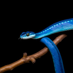 Naklejka premium Blue viper snake side view on branch with black background viper snake blue insularis Trimeresuru