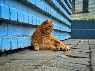 cat on the wall