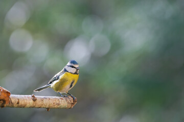 Blue tit perched on a branch with a blurred bokeh background.
