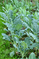 closeup the bunch ripe green cauliflower plant with soil heap growing in the farm soft focus natural green brown background.
