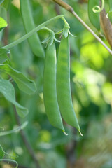 closeup the bunch green ripe peas plant growing in the farm with green pea pods soft focus natural green brown background.