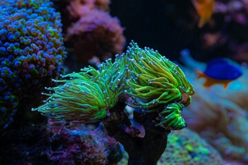 fluorescent torch coral move green tentacle, soft coral grow on frag plug, reef marine aquarium, live rock mariculture aquascape, damselfish figure, LED actinic blue light, wave maker laminar flow