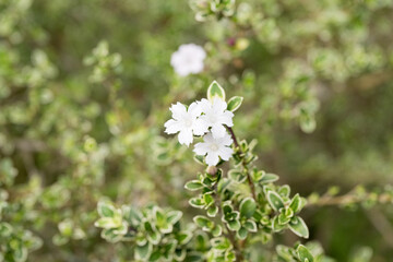 Beautiful Snow Rose (Serissa japonica) flowers.